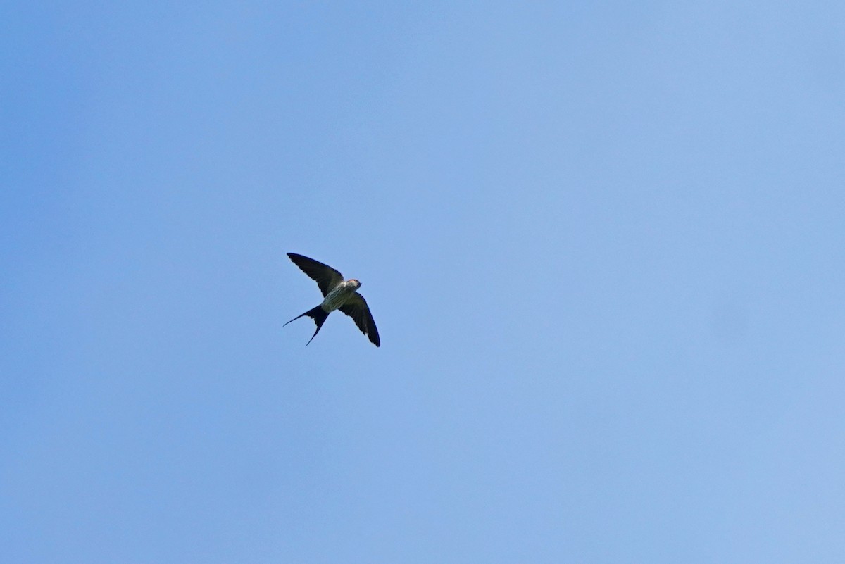 東方金腰燕(striolata群)(赤腰燕) - ML646624719