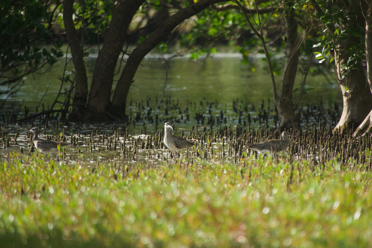 Regenbrachvogel - ML646624720