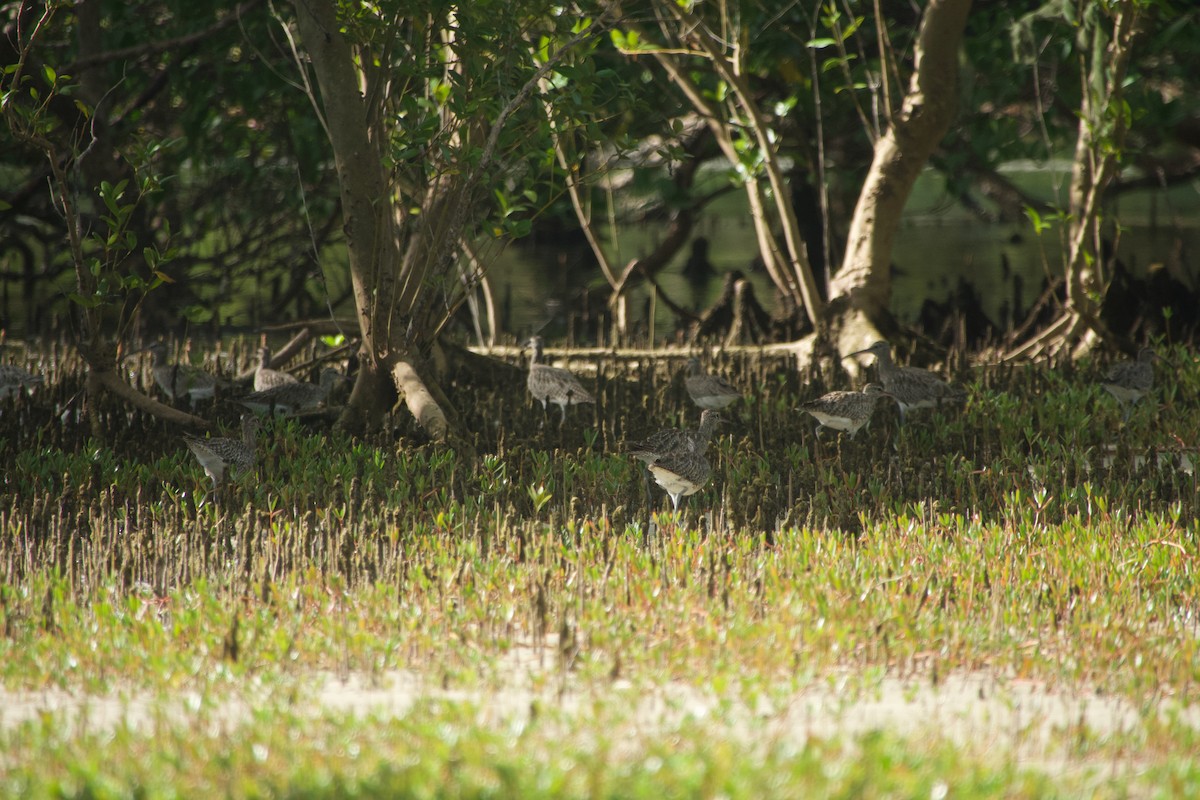 Regenbrachvogel - ML646624721