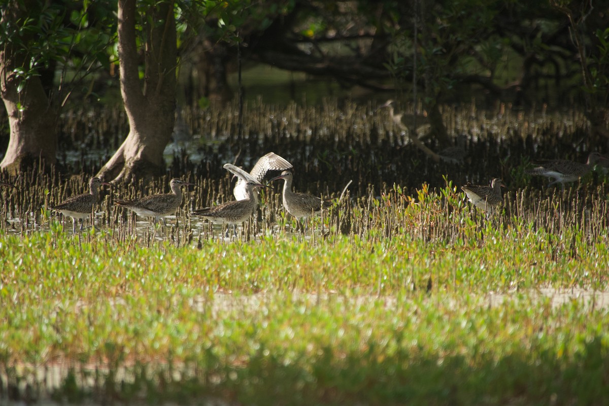 Regenbrachvogel - ML646624722