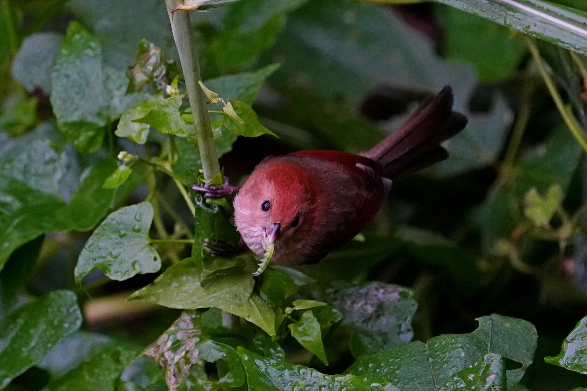 粉紅鸚嘴 - ML646624725