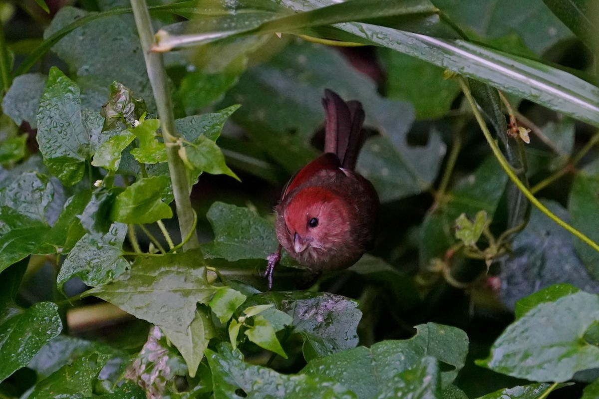 粉紅鸚嘴 - ML646624726