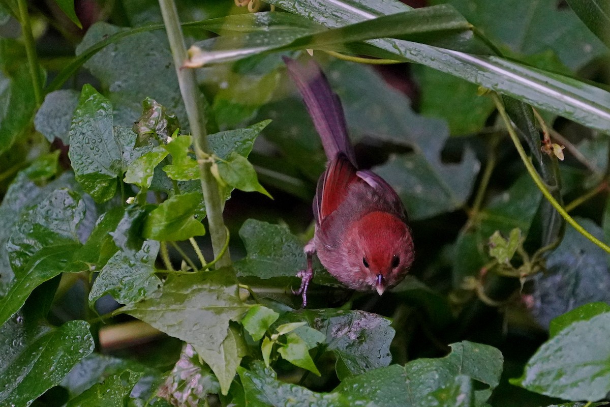 粉紅鸚嘴 - ML646624727