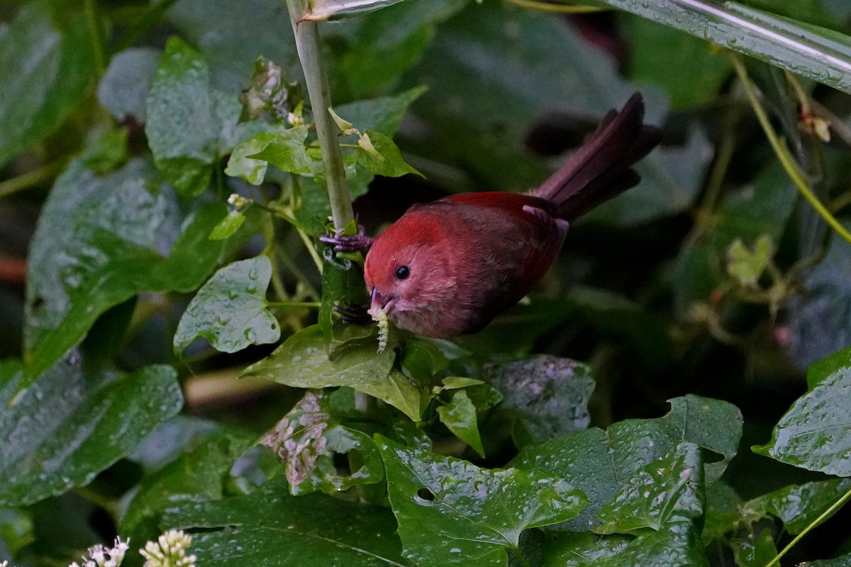 粉紅鸚嘴 - ML646624728