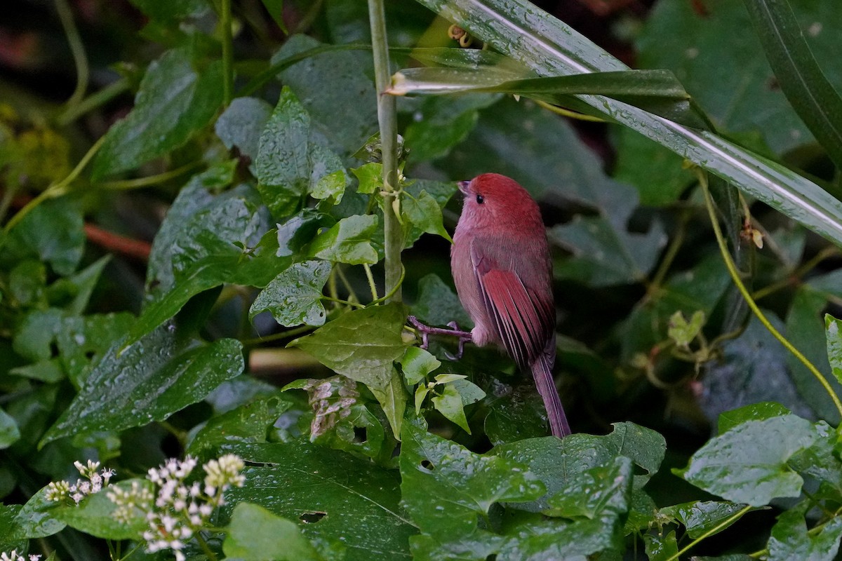 粉紅鸚嘴 - ML646624729
