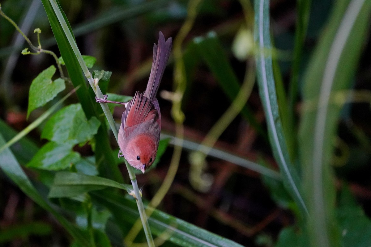 sýkořík vínoprsý - ML646624730