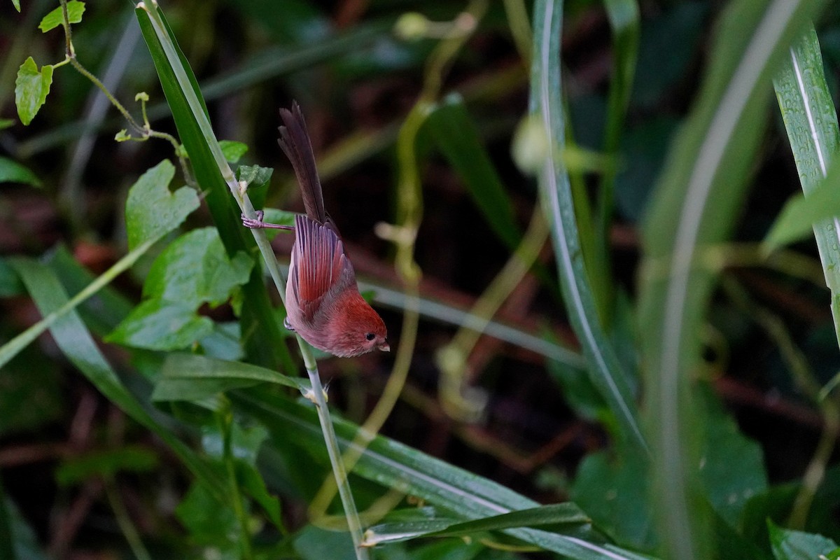 粉紅鸚嘴 - ML646624731