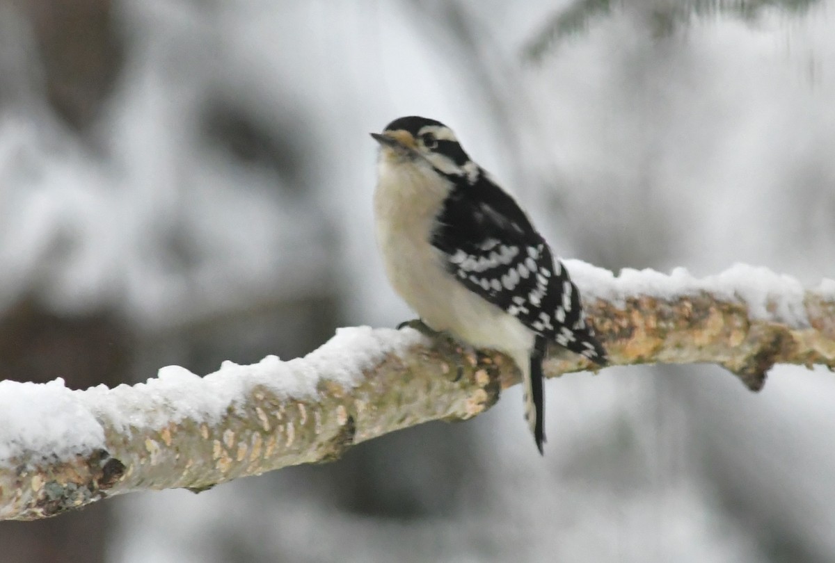 Downy Woodpecker - ML646624732