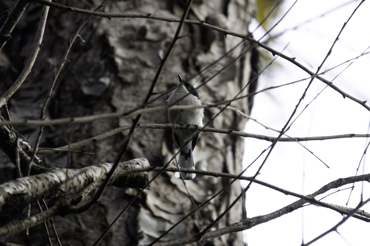 Bar-winged Flycatcher-shrike - ML646624733