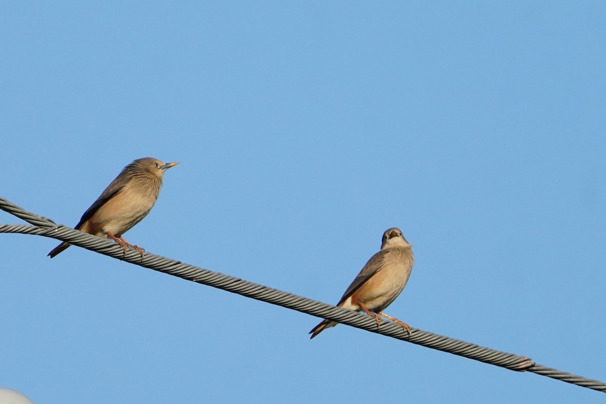 灰頭椋鳥 - ML646624734