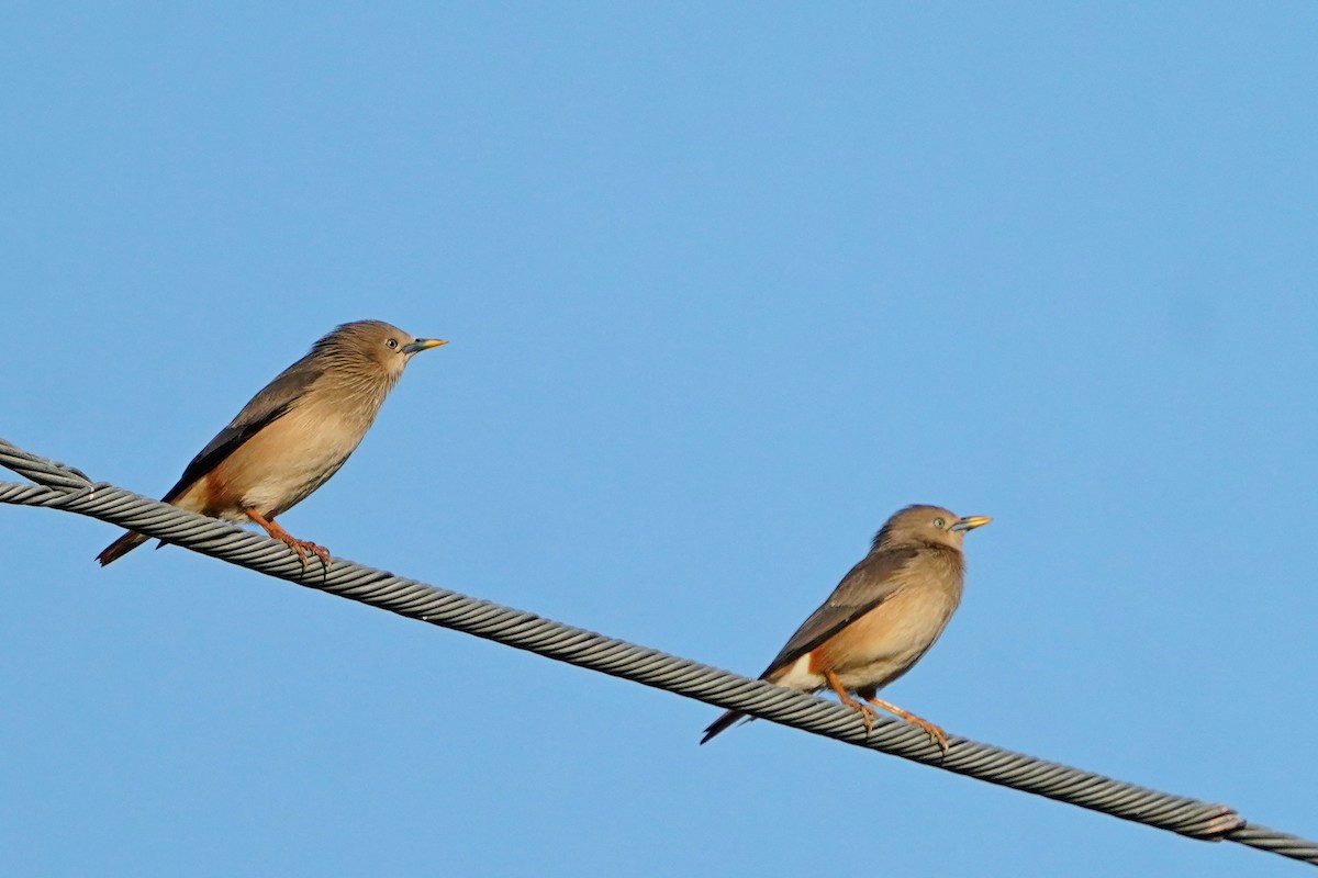 špaček rezavobřichý - ML646624735