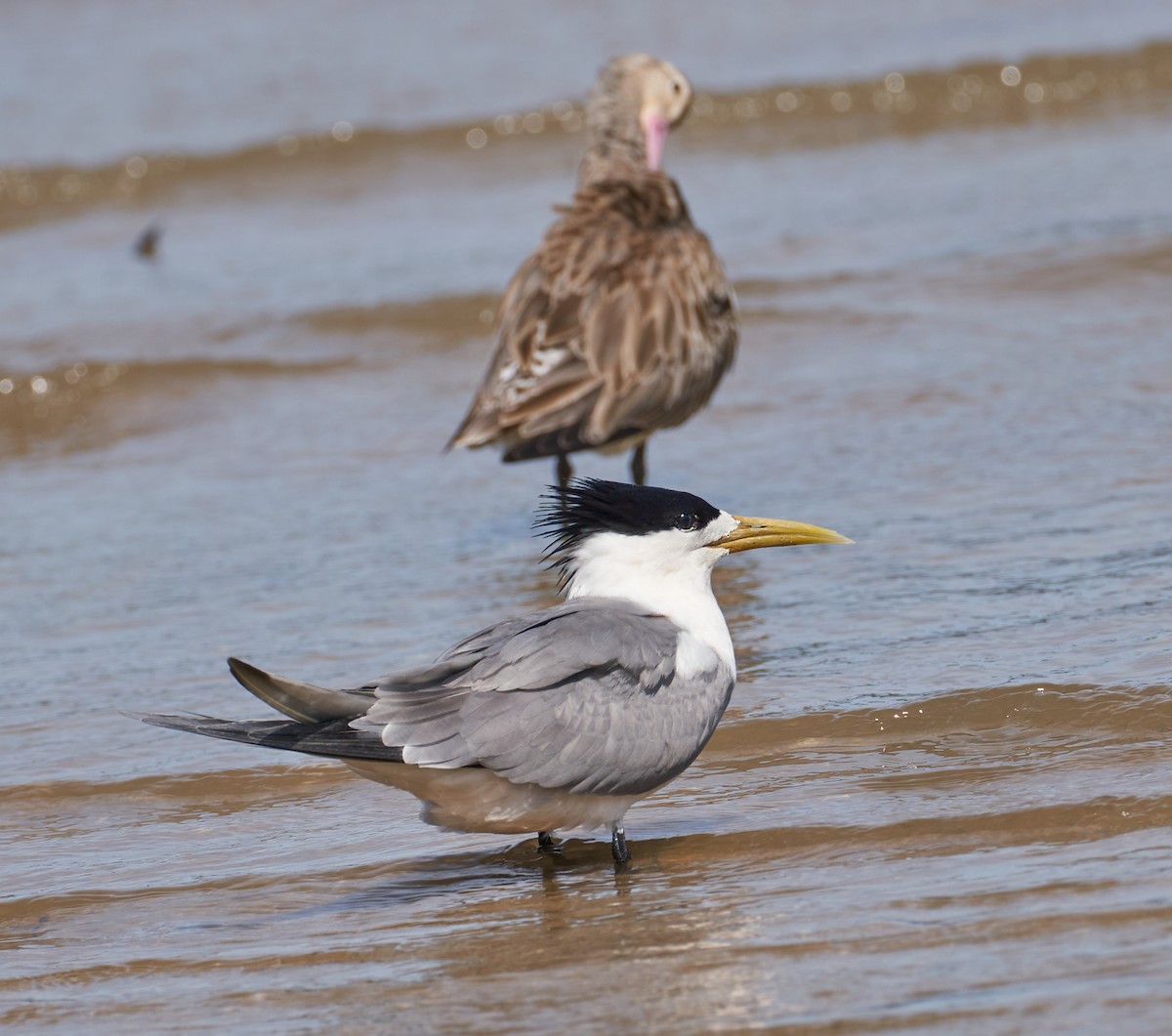 rybák chocholatý - ML646624736