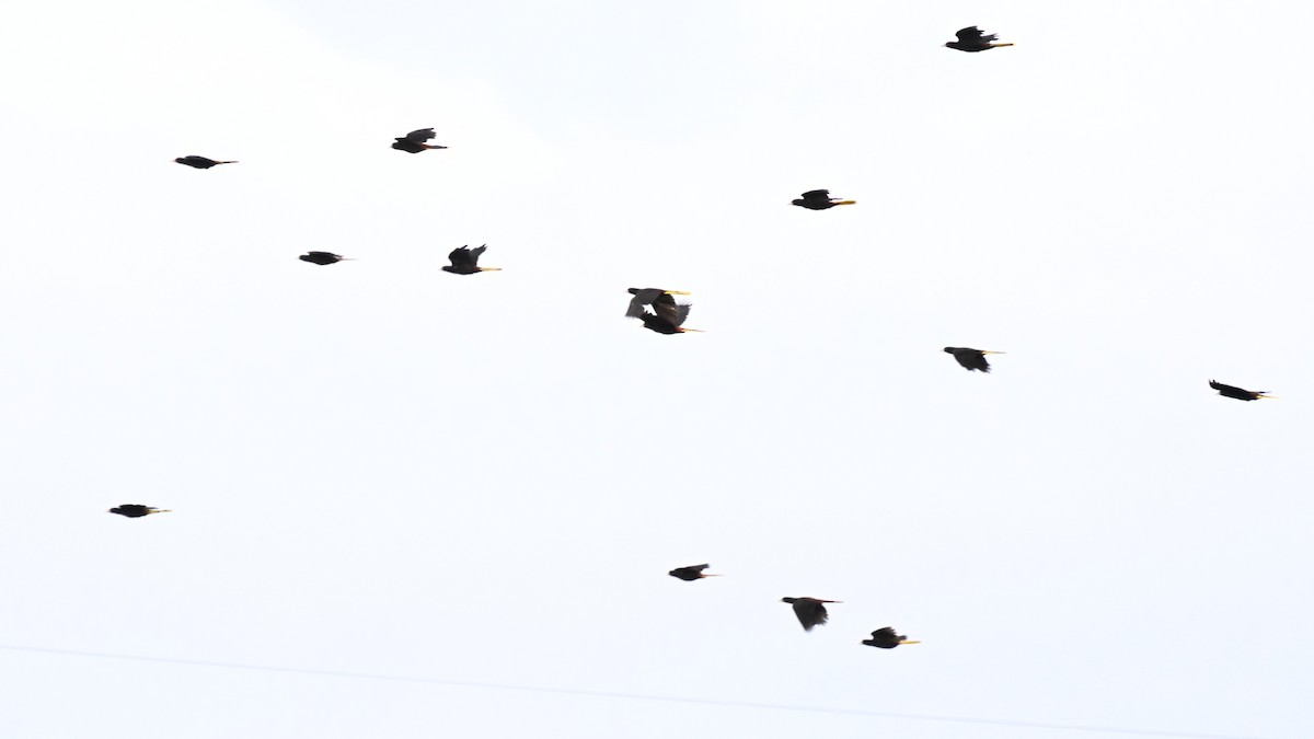 Crested Oropendola - ML646624737