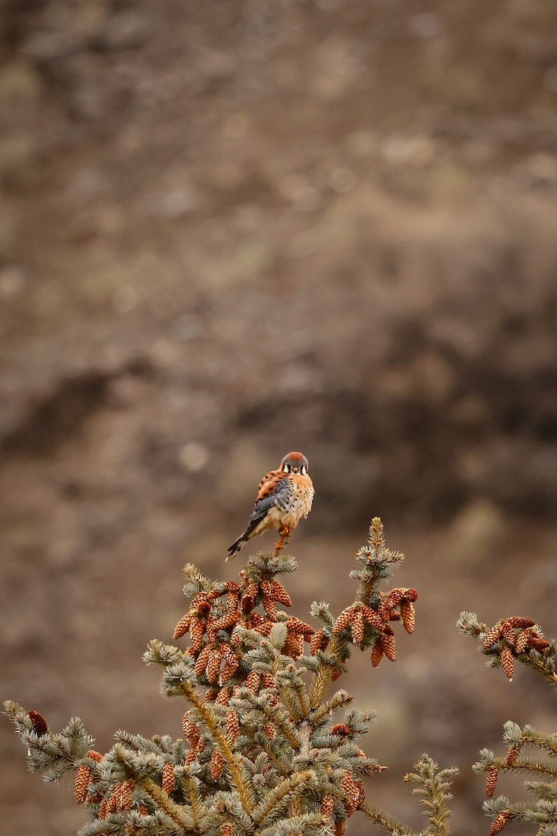 poštolka pestrá - ML646624739