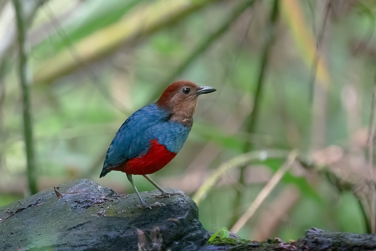 pita rezavobřichá - ML646624740