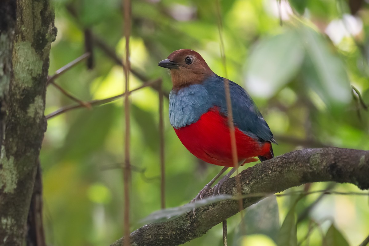 pita rezavobřichá - ML646624741