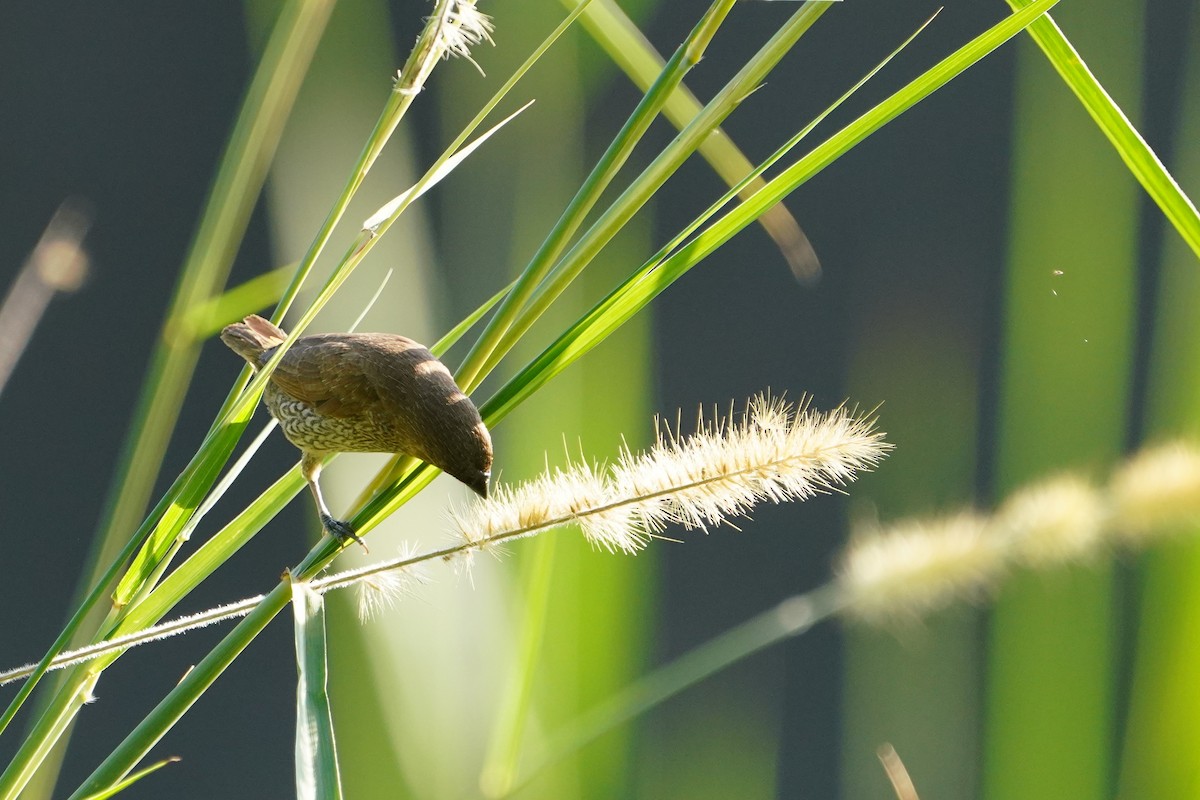 panenka muškátová - ML646624742