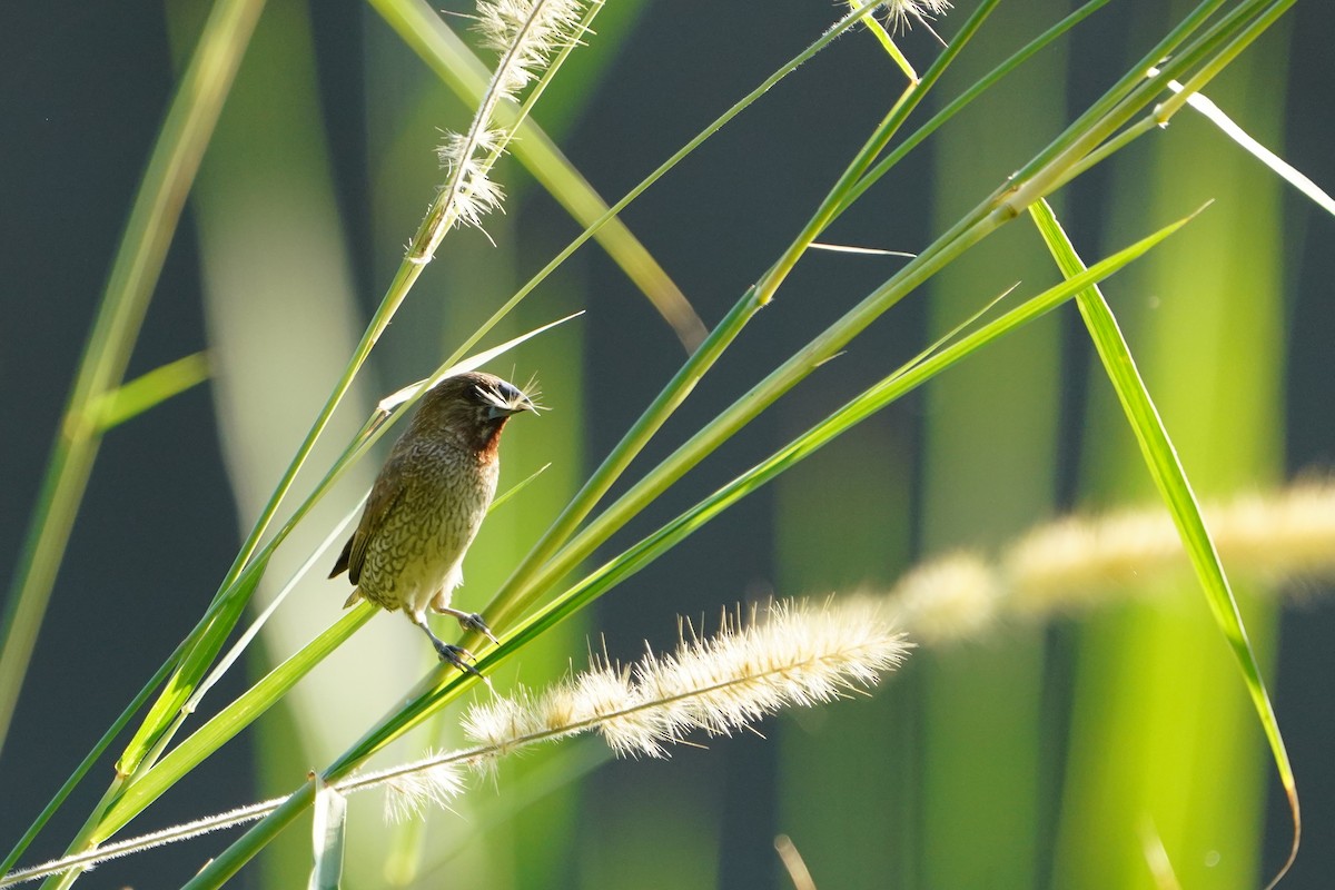 panenka muškátová - ML646624743