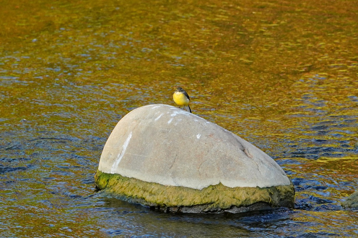 konipas horský - ML646624744