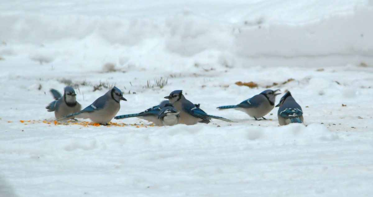 sojka chocholatá - ML646624749