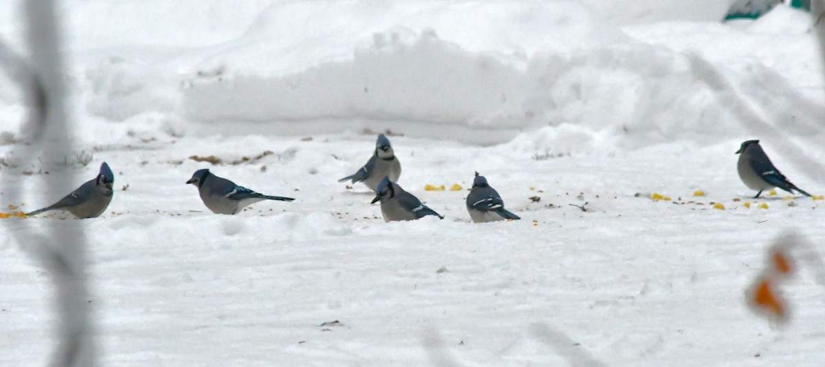 sojka chocholatá - ML646624750