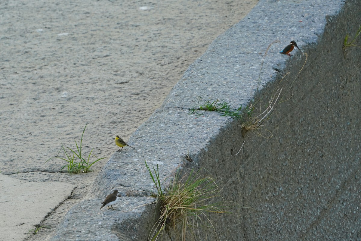 konipas východní - ML646624751