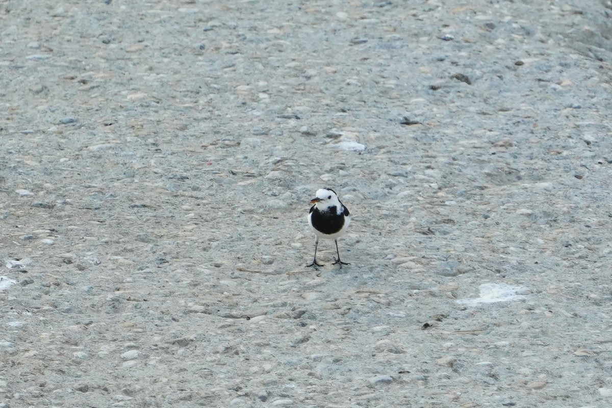 konipas bílý - ML646624752