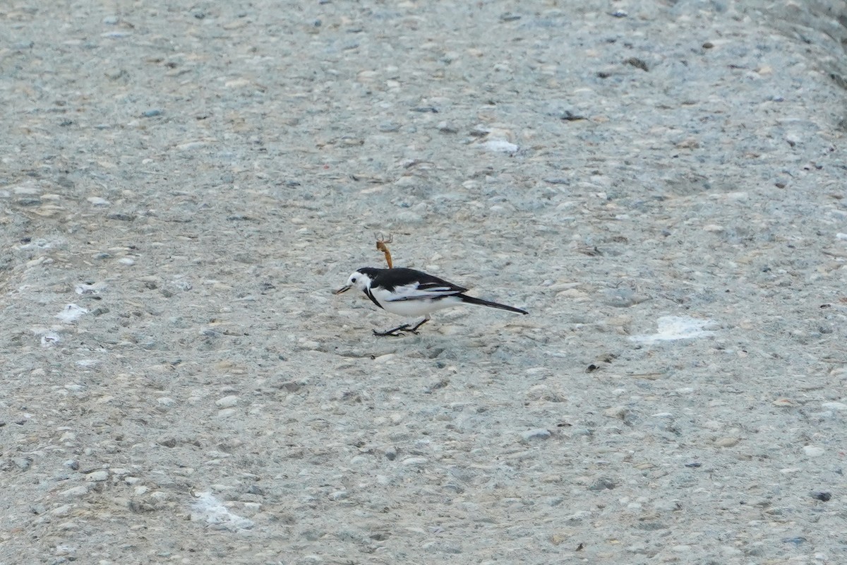 konipas bílý - ML646624753