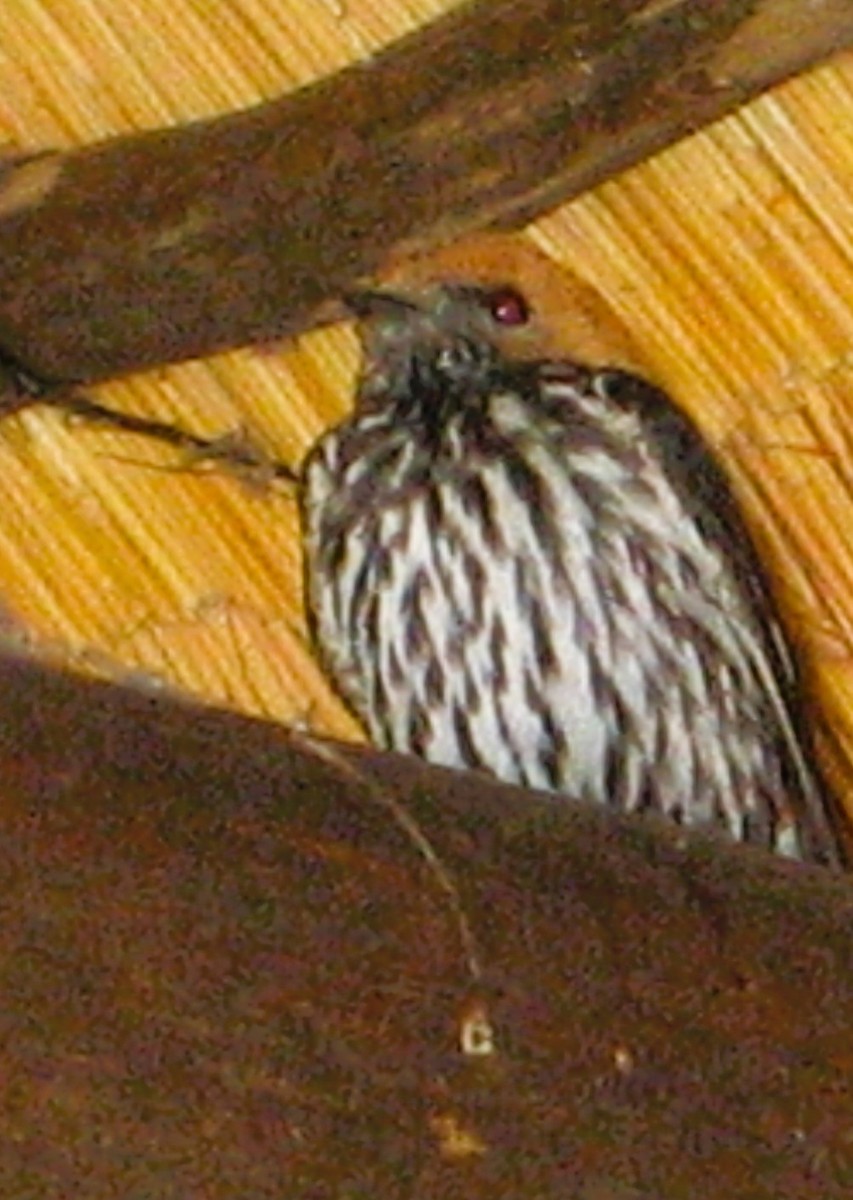 vlaštovka žíhaná - ML646624757