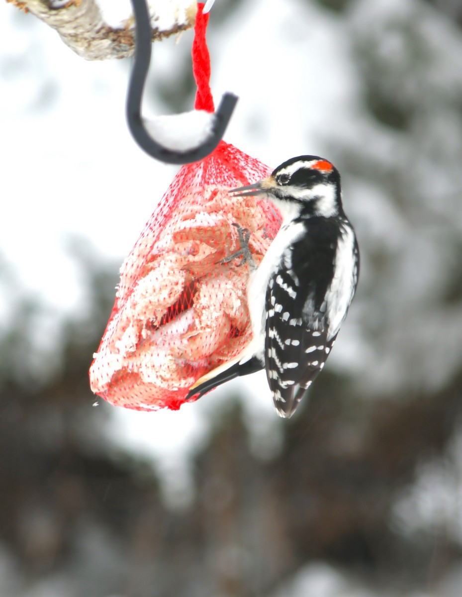 strakapoud americký - ML646624758