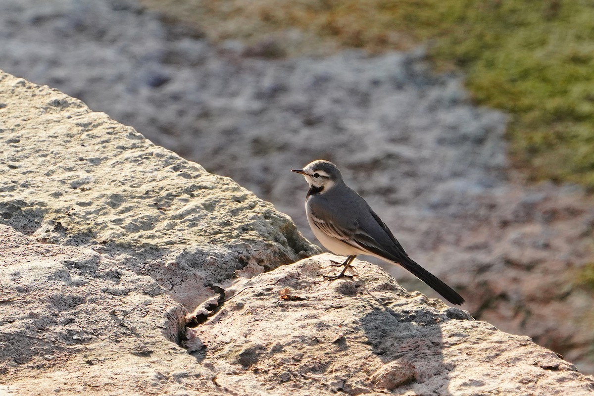 konipas bílý (ssp. ocularis) - ML646624759