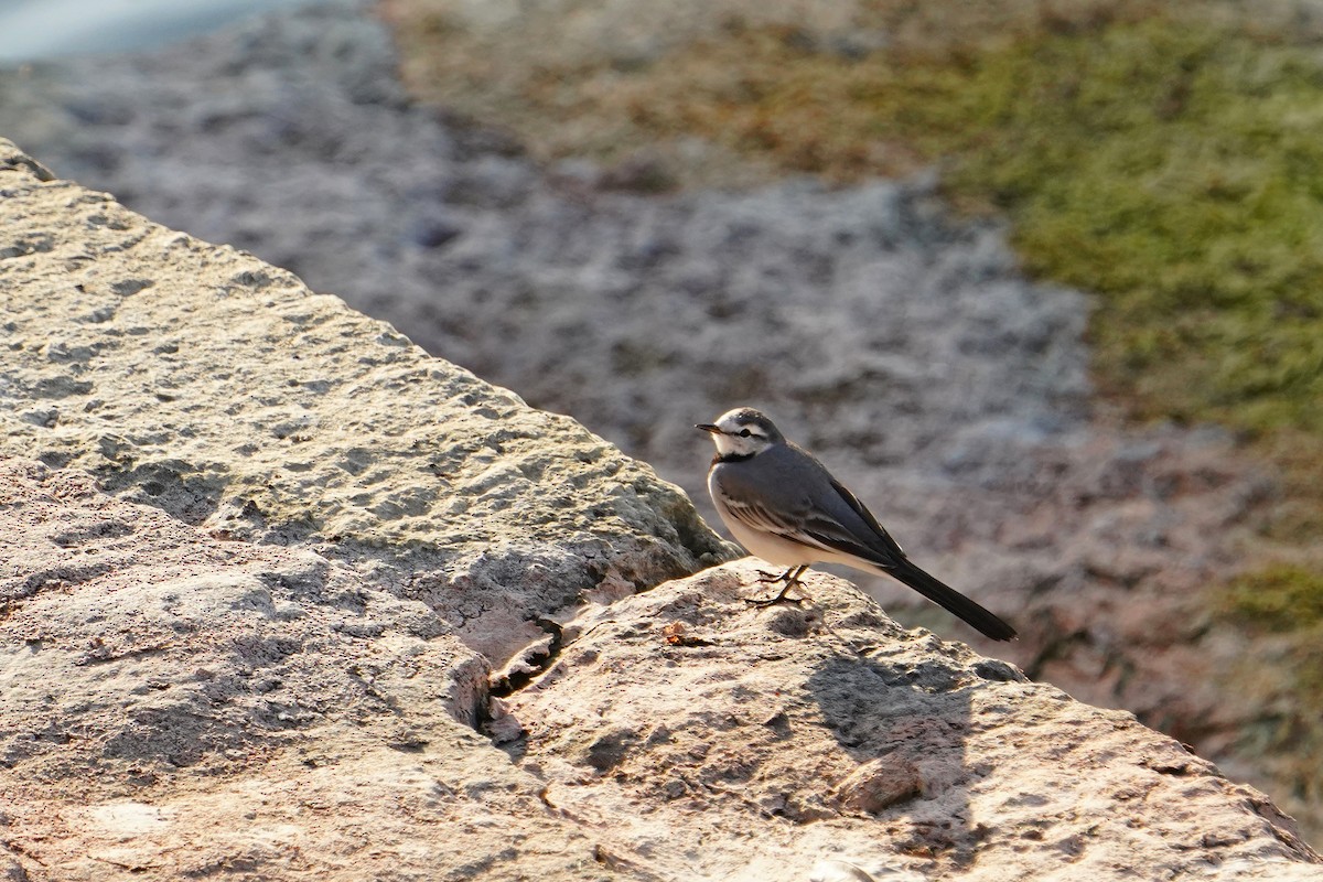 konipas bílý (ssp. ocularis) - ML646624760