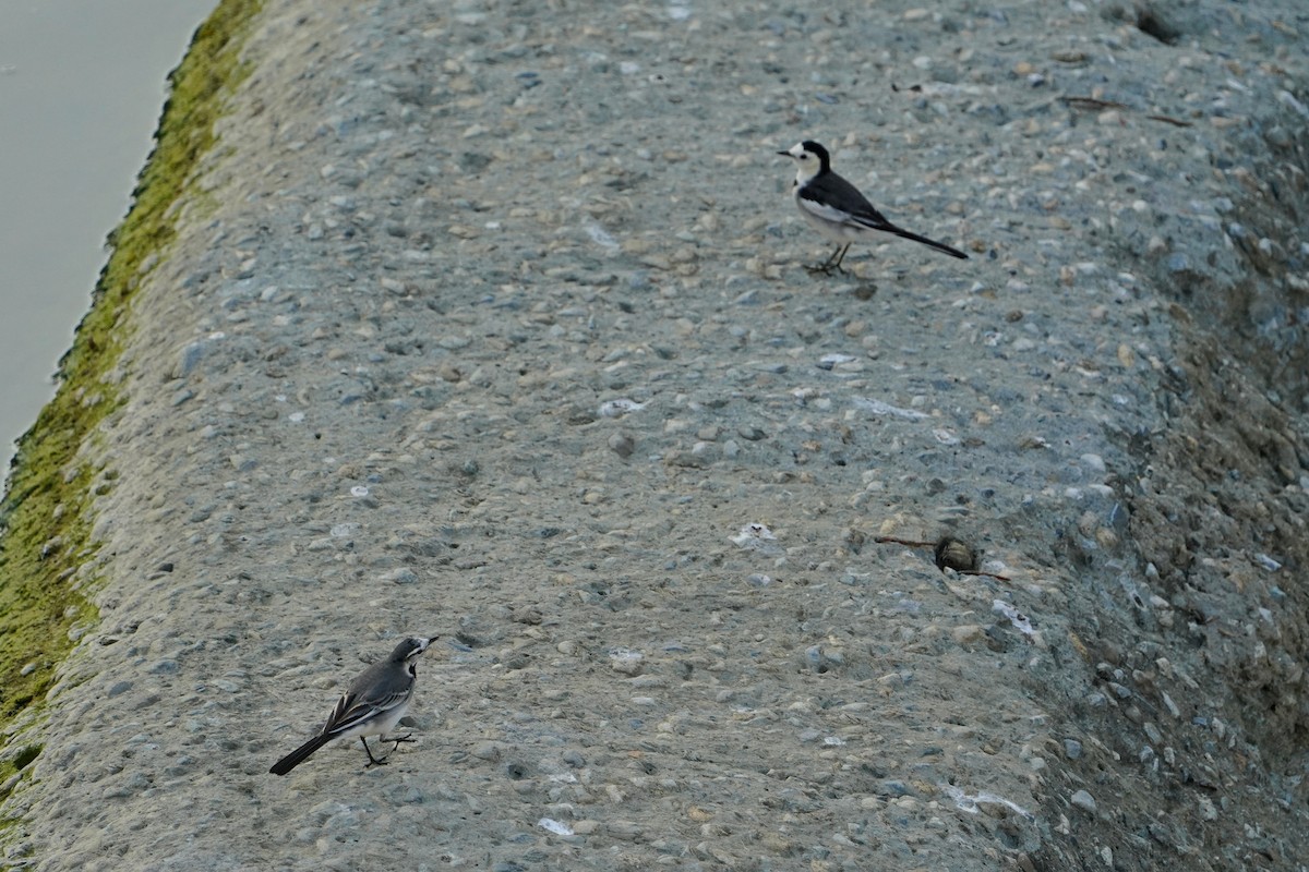 konipas bílý (ssp. ocularis) - ML646624761