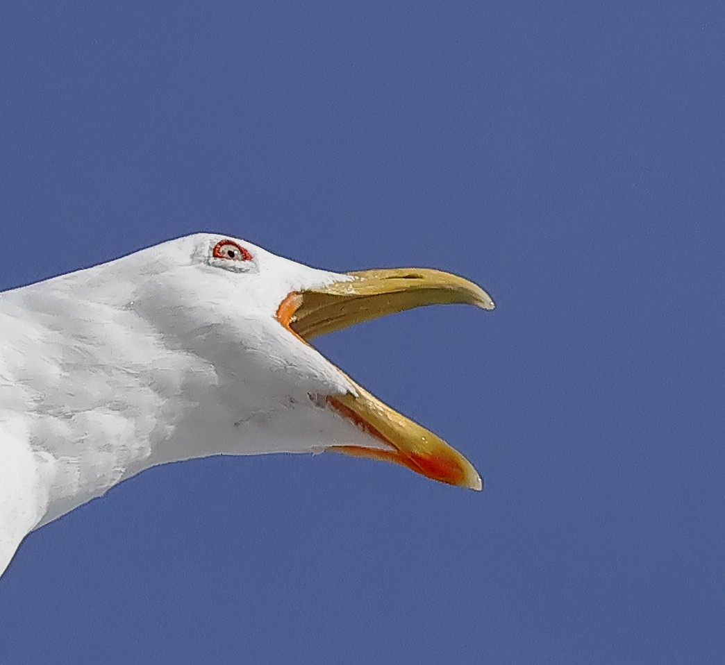 racek jižní (ssp. dominicanus) - ML646624762