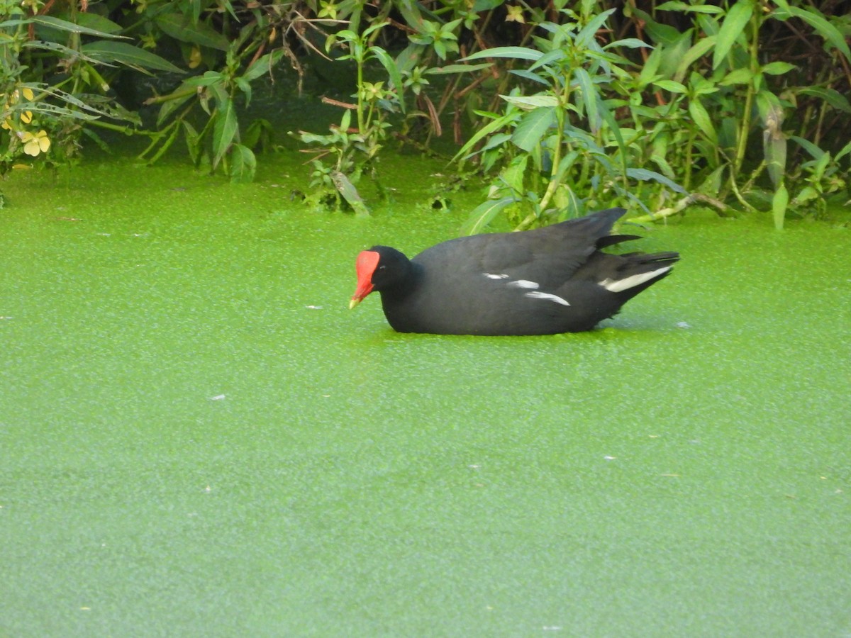 slípka americká - ML646624763