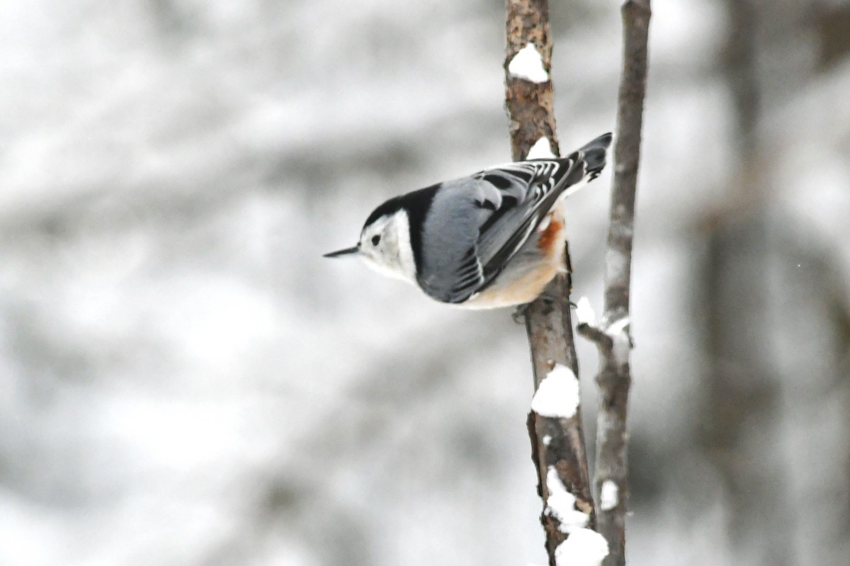 brhlík běloprsý - ML646624764