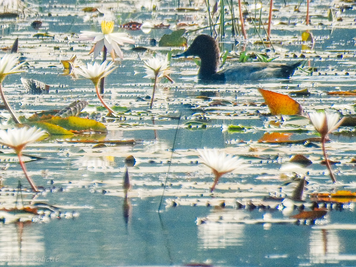 polák velký - ML646624766