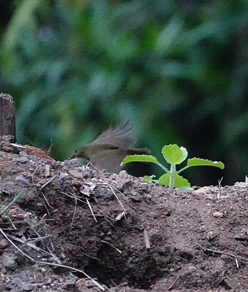 Atherton Scrubwren - ML646624767