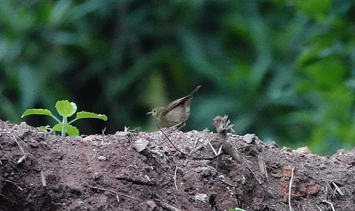 Atherton Scrubwren - ML646624768
