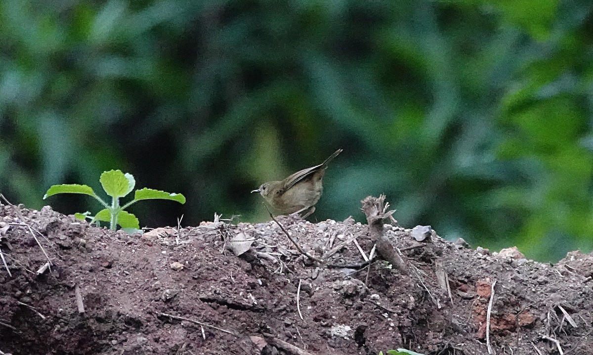 Atherton Scrubwren - ML646624769