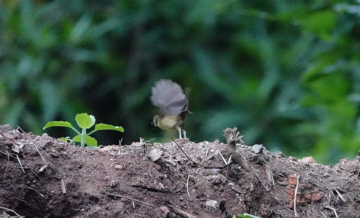 Atherton Scrubwren - ML646624770