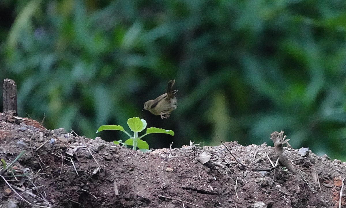 Atherton Scrubwren - ML646624771