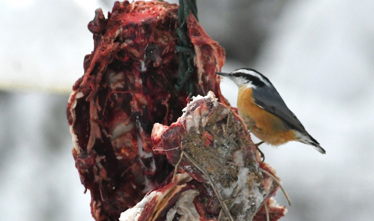 brhlík americký - ML646624772