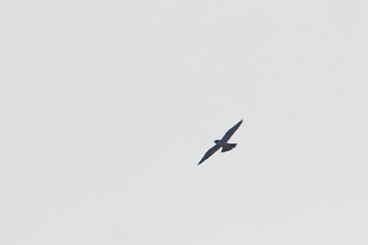 遊隼 - ML646624777