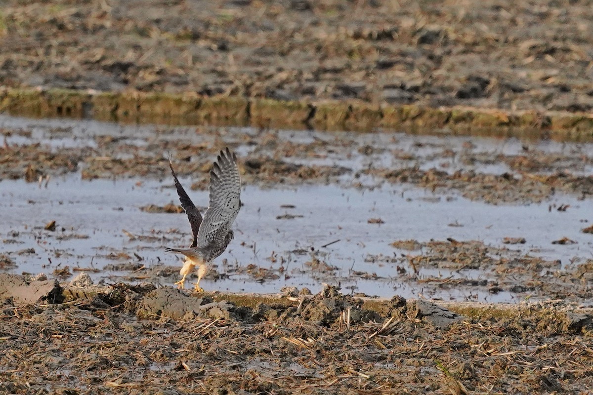 紅隼 - ML646624783