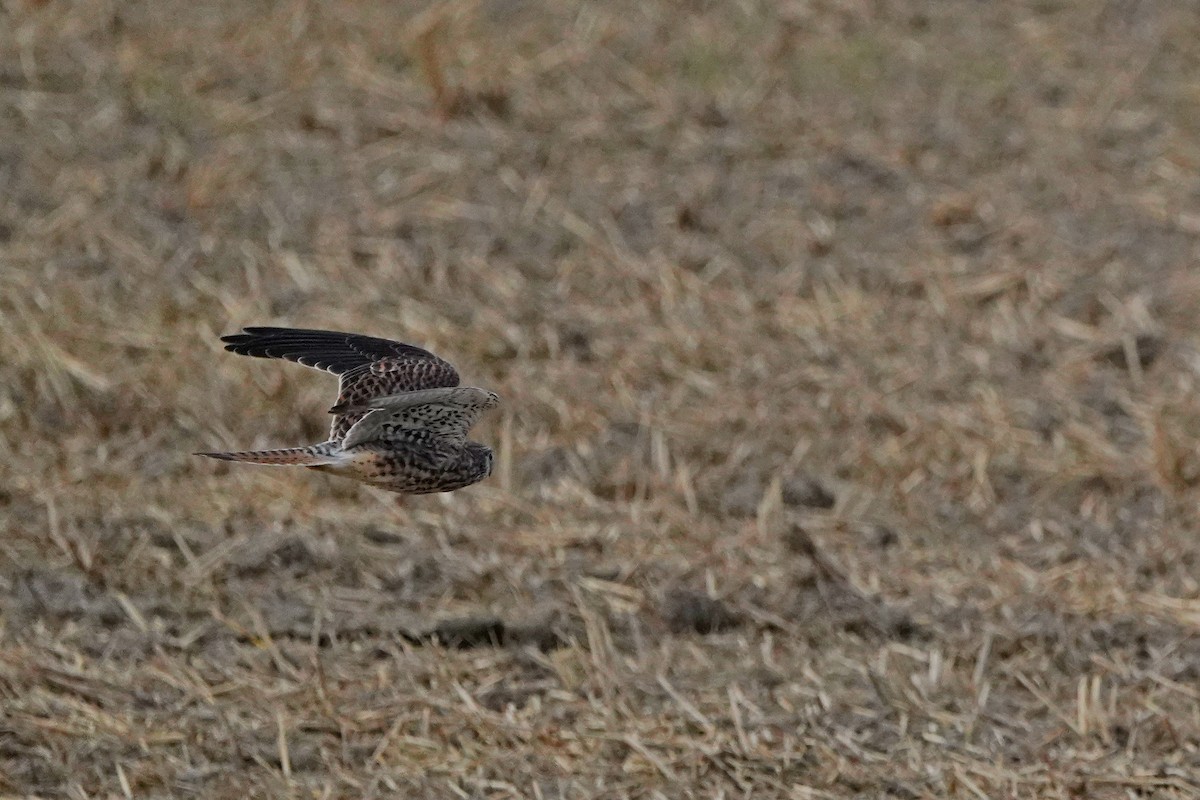 紅隼 - ML646624784