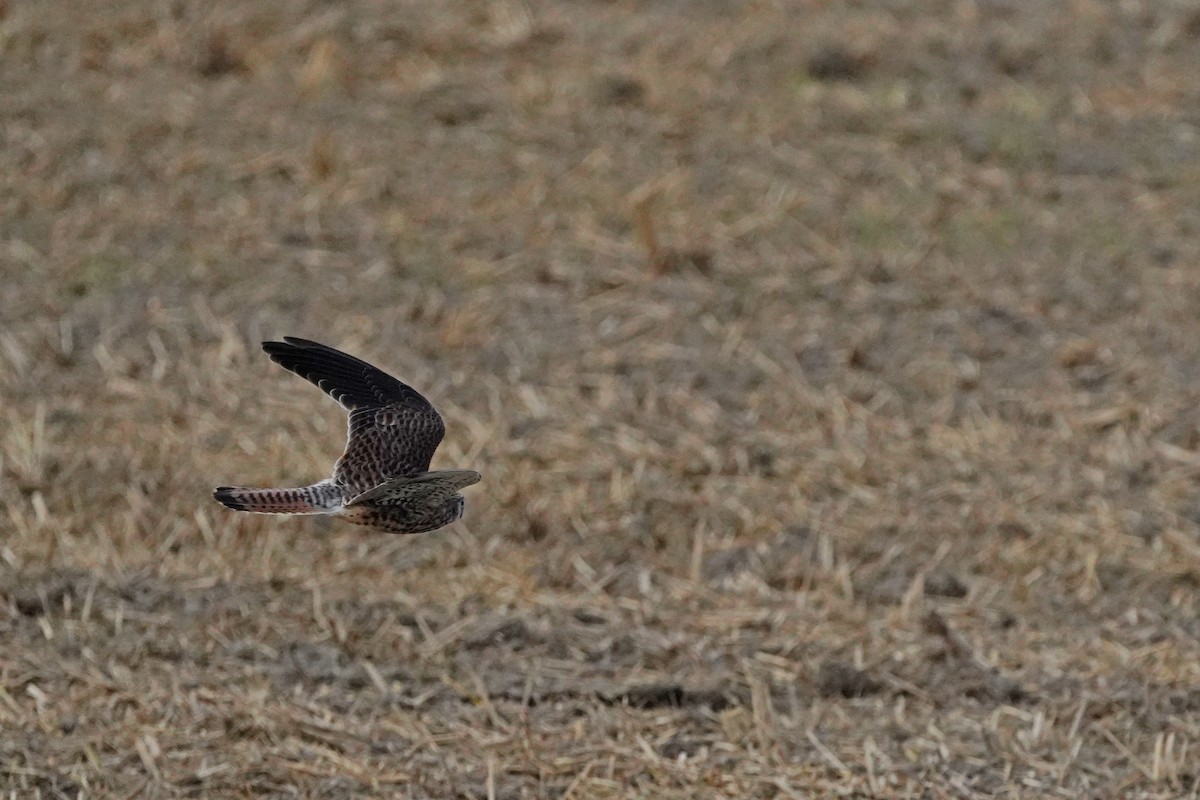 紅隼 - ML646624785