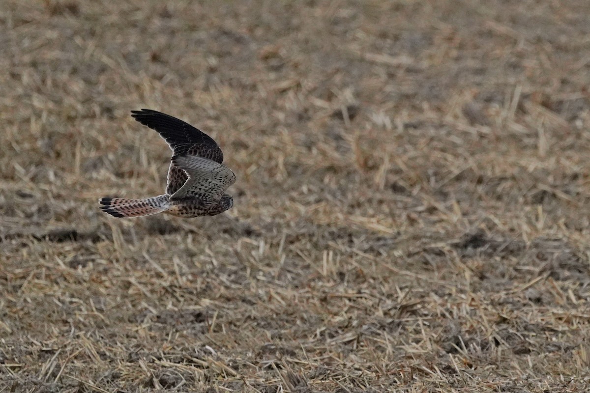 紅隼 - ML646624786