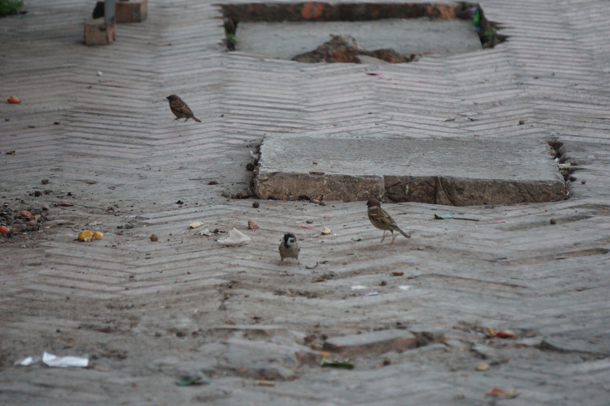 Ağaç Serçesi - ML646624789