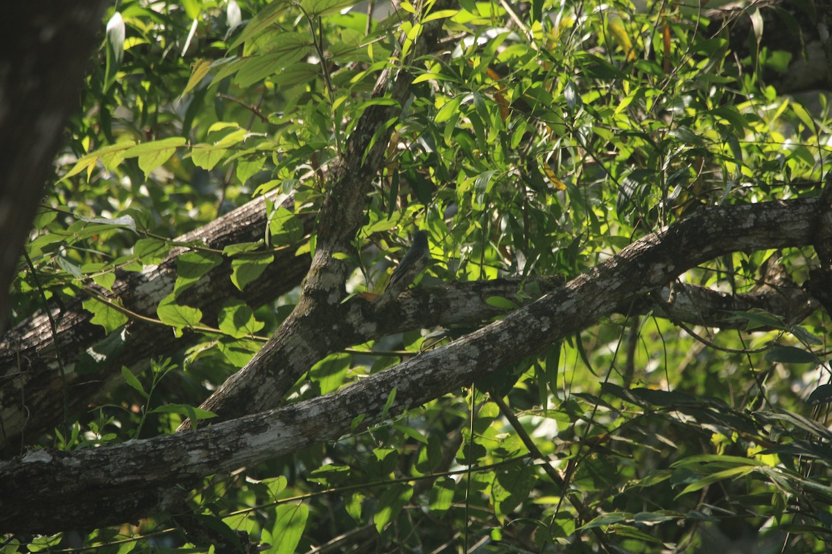 svarthodelarveeter - ML646624790